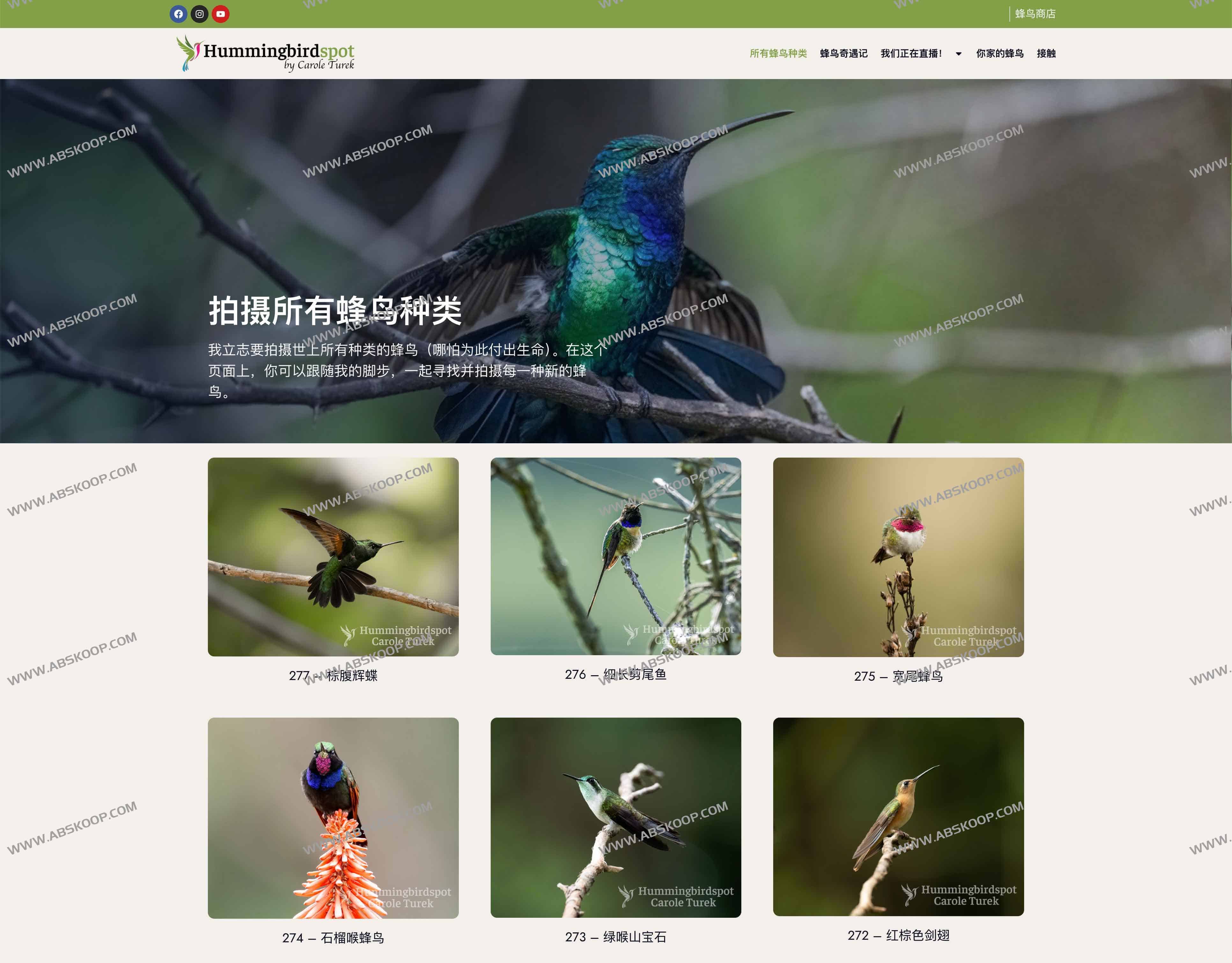 Hummingbirdspot 蜂鸟全景｜记录全球蜂鸟的摄影平台与 24/7 直播世界